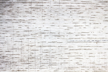 the texture of the tree bark. background for your design