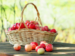 Basket of ripe apples, harvest on the wooden table, outdoors, sunlight