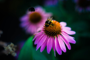 Bumblebees on the coneflower / Echinacea purpurea 