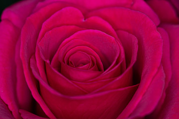 Fototapeta na wymiar Red Roses
