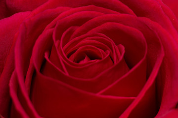 Red Roses