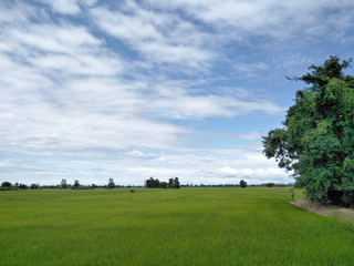 the atmosphere in the fields green rice blue sky, white clouds