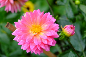 Obraz premium Fleur rose et bouton