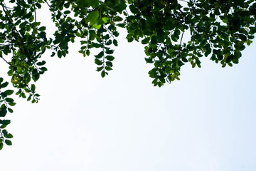 Branches of a tree with leaves against the sky on the part of picture