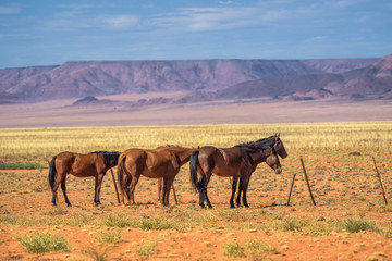 Wild horse of the Namib desert near Aus, south Namibia