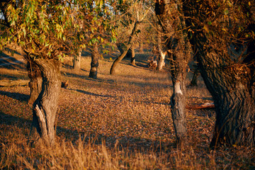 beautiful trees in the autumn forest near the river, bright sunlight at sunset