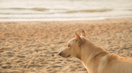 Fototapeta na wymiar Stray dog on the beach