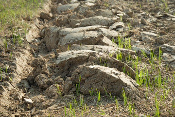 Plowing soil for agriculture 