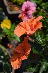 color orange hibiscus flowers - after rain / オレンジ色のハイビスカスの花（晴天）