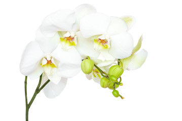 Naklejka na ściany i meble White orchid isolated