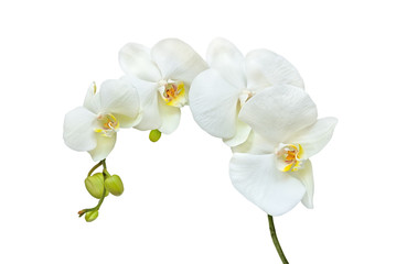 Obraz na płótnie Canvas White orchid flowers