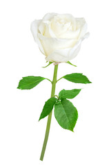 Beautiful white rose isolated