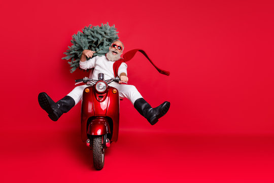 Full size photo of enjoying hipster drive bike carry fir tree have eyewear eyeglasses wear white pullover pants trousers boots isolated over red background