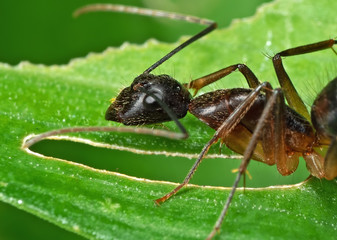 Macro Photo of Ant on Green Leaf Isolated on Background