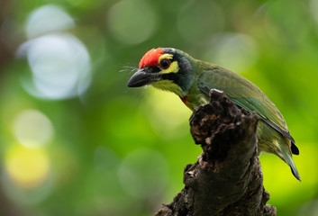 Close up Coppersmith Barbet Bird Perched on Branch Isolated on Background