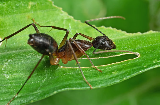 Macro Photo of Ant on Green Leaf Isolated on Background
