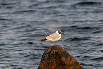 Lachmöwe steht auf Stein im Hintergrund Wasser