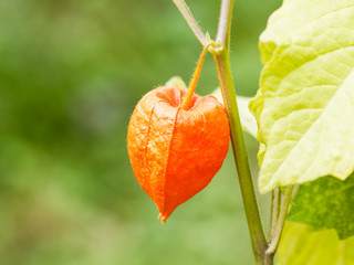 (Physalis alkekengi) Japanese-lantern, large and bright orange papery covering over its fruit