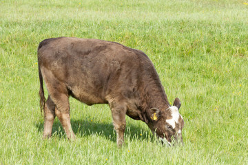 Kuh auf Wiese