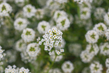 Small white flowers natural background selective focus
