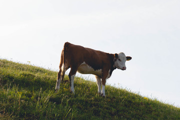 Kuh auf Wiese