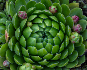 Obraz premium Green rosette Echeveria succulent plant close up