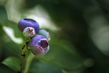 borówki na zielonym tle na krzaku © Henryk Niestrój