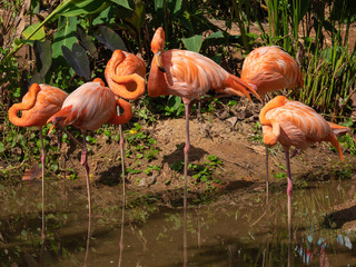 Flamingo is the most beautiful in the world