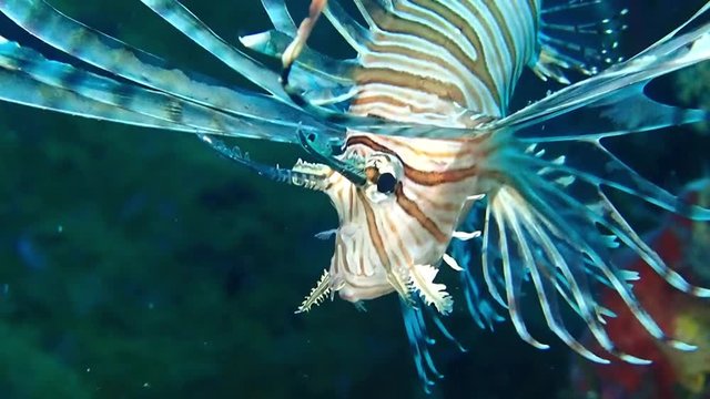 lion fish hunting