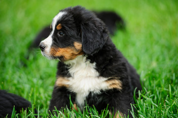 small puppy on a green grass