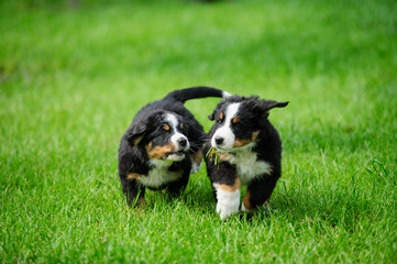 small happy puppies playing in a green grass