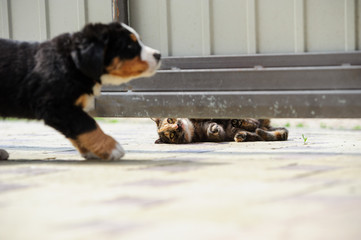 Puppy playing with kitten