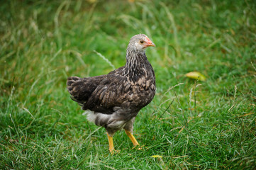 hen on a green grass