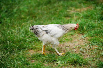 hen on a green grass