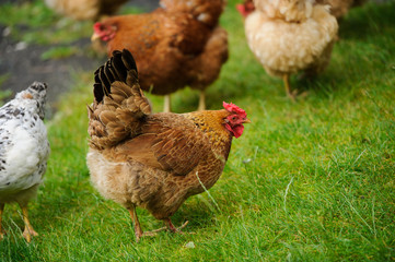 hen on a green grass