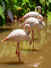 Flamingo is the most beautiful in the world