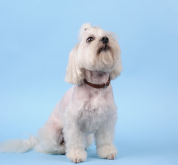 cute white dog on a blue background