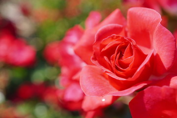 薔薇