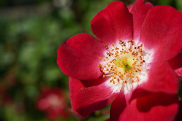 赤い花