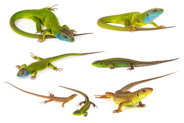 Green lizard set collection isolated on white background