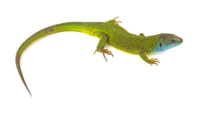 Green lizard isolated on white background