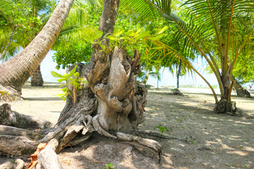 Twisted tree trunk with marks of strangulation