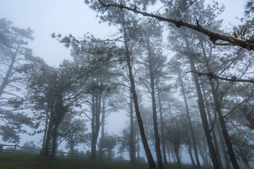 Naklejka na ściany i meble Forest path with pine and mist