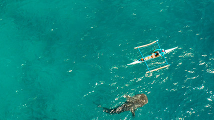 Tourists are watching whale sharks in the town of Oslob, Philippines, aerial view. Summer and travel vacation concept