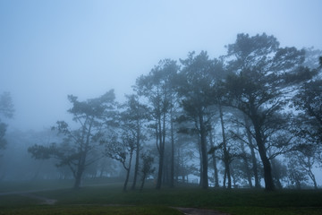 Forest path with pine and mist