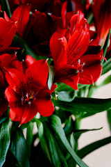 Closeup of beautiful blooming red or scarlet Alstroemeria or Peruvian Lily flower bouquet close-up.Home natural decoration.Selective focus.Vertical orientation