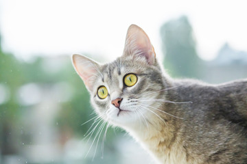 Fototapeta premium Portrait of a beautiful gray cat on a light background
