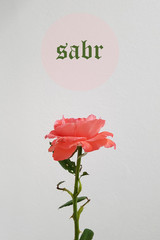 rose on white background postcard sabr islam