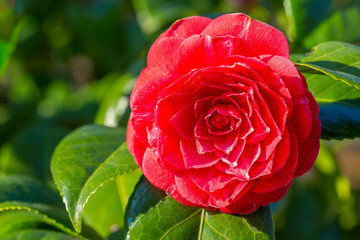 Close up of blooming red Camellia japonica
