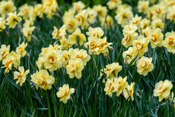 Outdoor shot of yellow daffodils in a nicely full flowerbed - Image